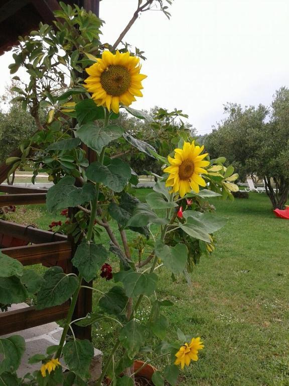 Villa Irida Σάρτη Εξωτερικό φωτογραφία